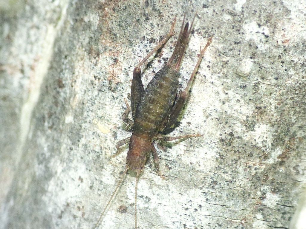 Arachnocephalus vestitus (Mogoplistidae) in deposizione